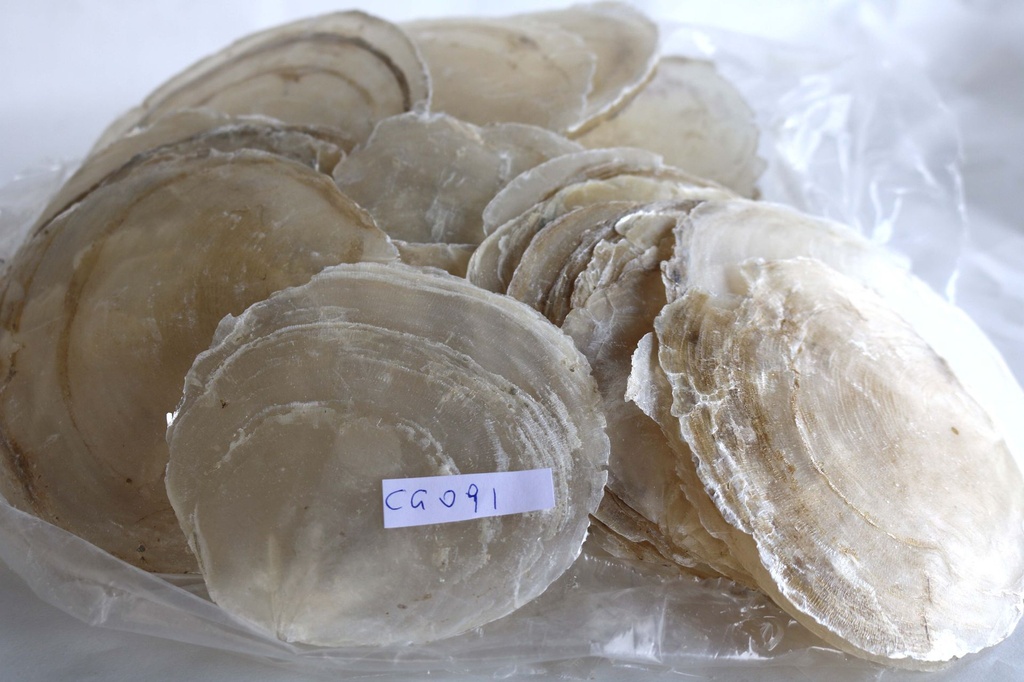 PLACUNA EPHIUM - CF 1 KG 