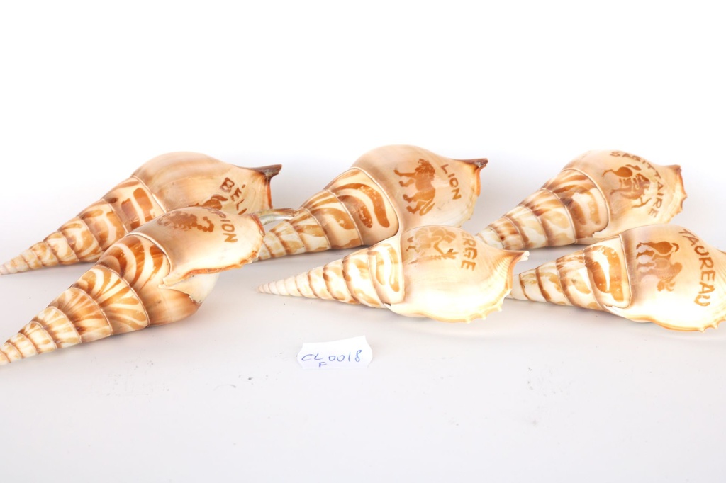 TIBIA CURTA INCISA FRANCIA ZODIACO CM 13 