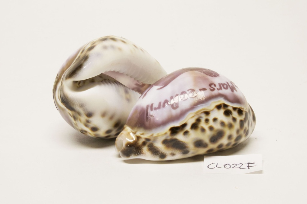 CYPREA TIGRIS INCISA FRANCIA ZODIACO CM 8 