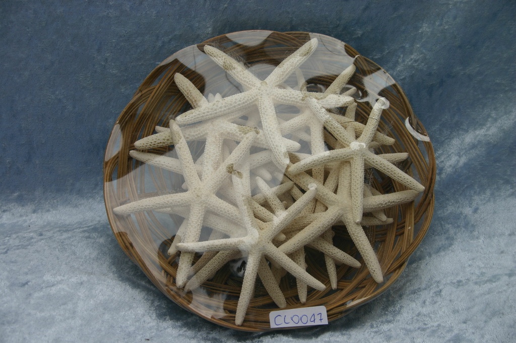 CESTO STELLE MARINE PUNTA FINE 3-4 BIANC CM 8-10 