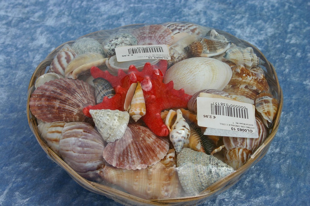 CESTINO CON CONCHIGLIE E STELLA 10" CM 25 