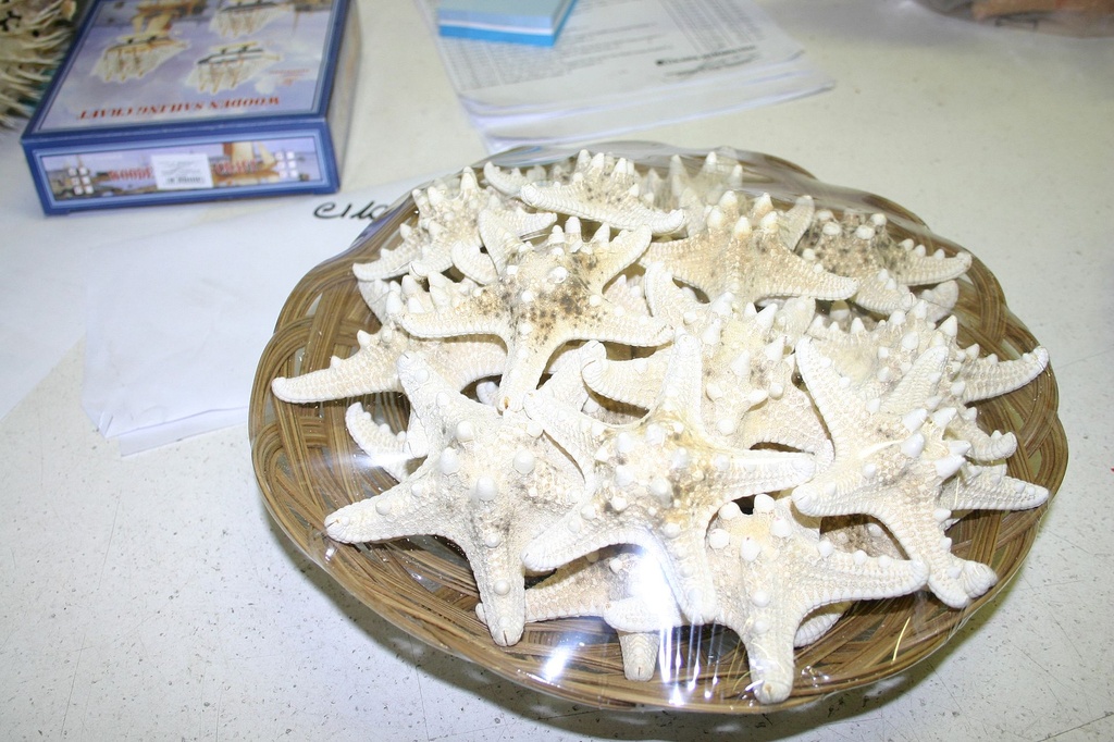 CESTA STELLE 3-4" CONCH.BIANCHE(CF.25pz) DIAM CM 8 