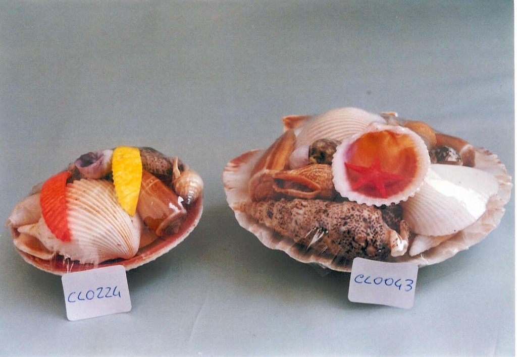 CODACKIA CON CONCHIGLIA CM 6 