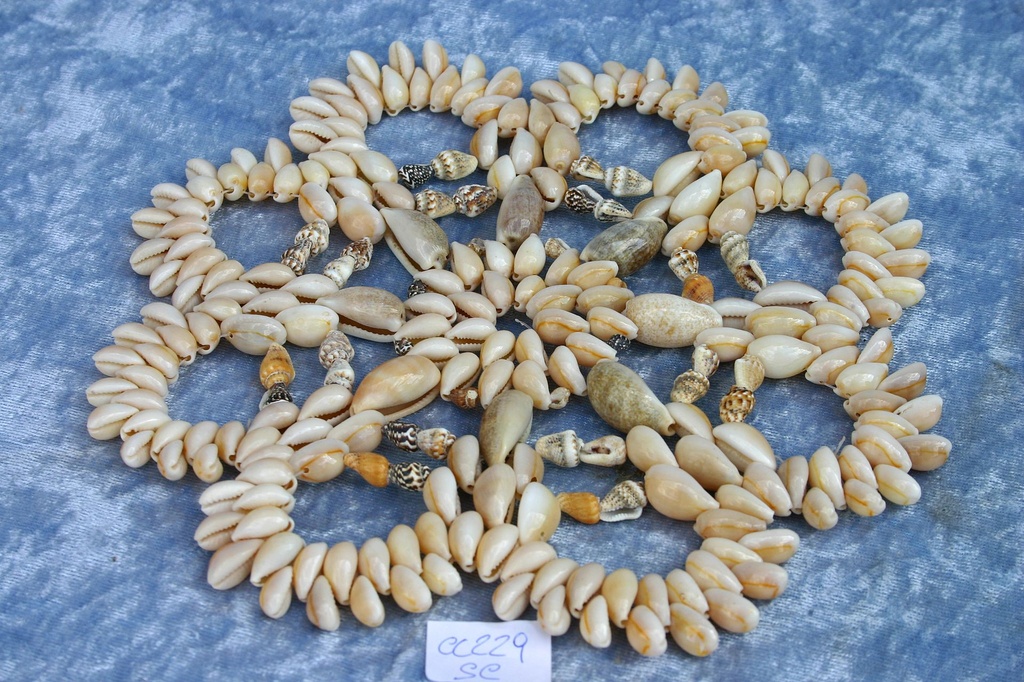 CENTRINO CYPREA ANOLUS 6" SCALLOP DIAM CM 15 