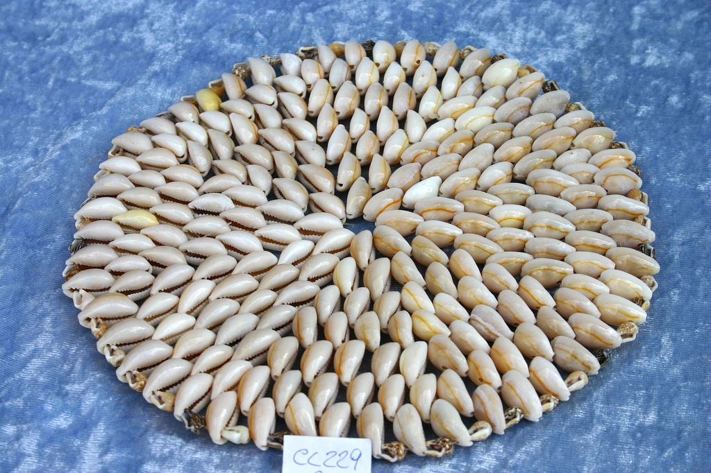 CENTRINO CYPREA ANOLUS 6" SOLID DIAM CM 15 