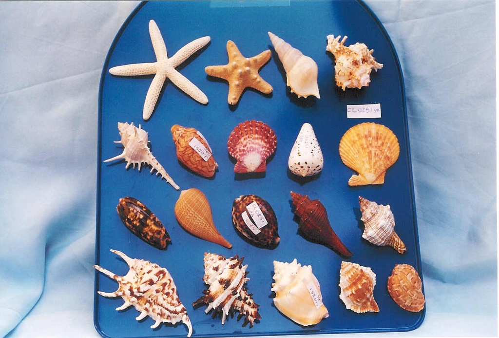 CONCHIGLIE C/CALAMITA GRANDI CM 8 