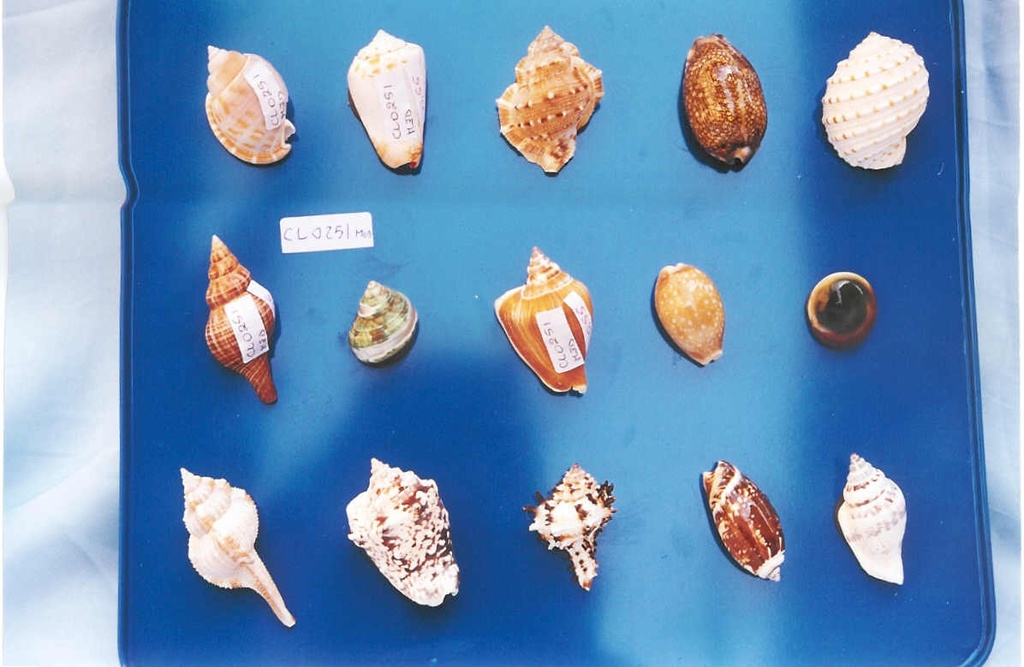 CONCHIGLIE C/CALAMITA MEDIE CM 6 