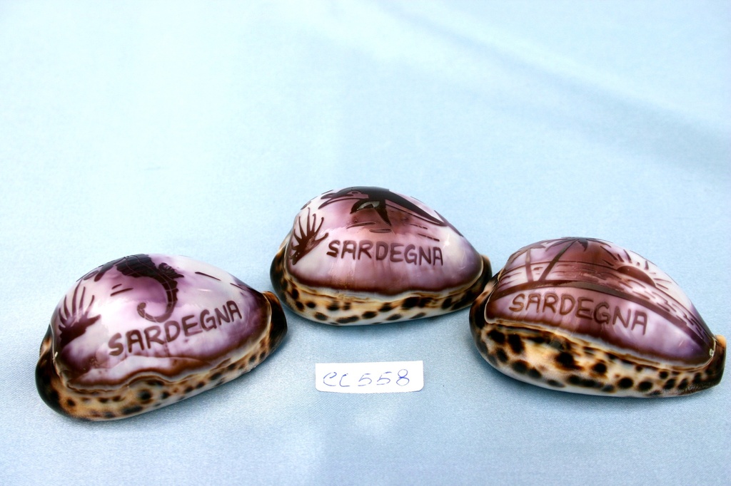 CYPREA TIGRIS DIS.ASS. +SCRITTA SARDEGNA 