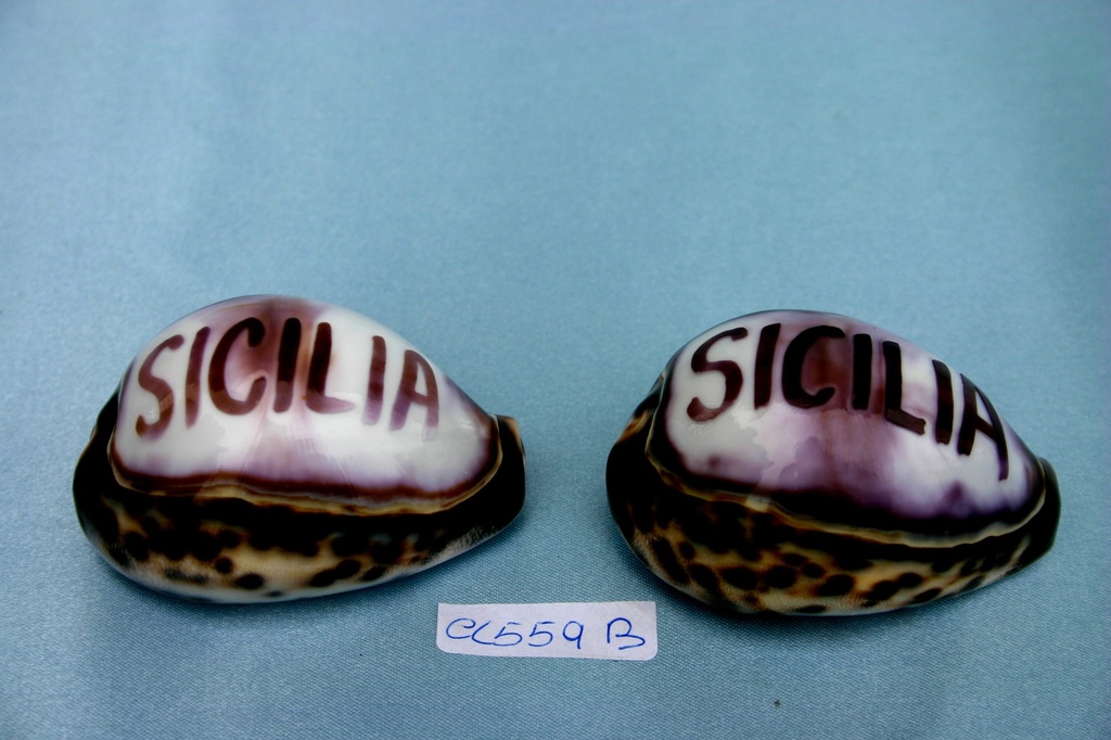 CYPREA TIGRIS SCRITTA SICILIA 