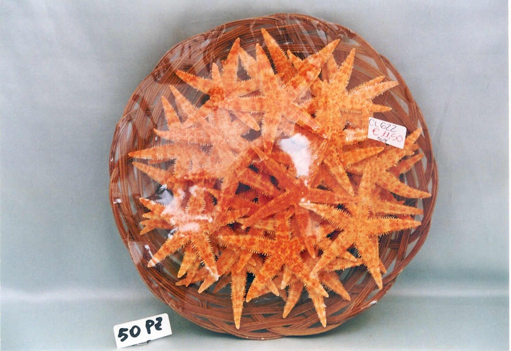 CESTINO c/50 STELLE MARINE 3" DIAM CM 7.5 