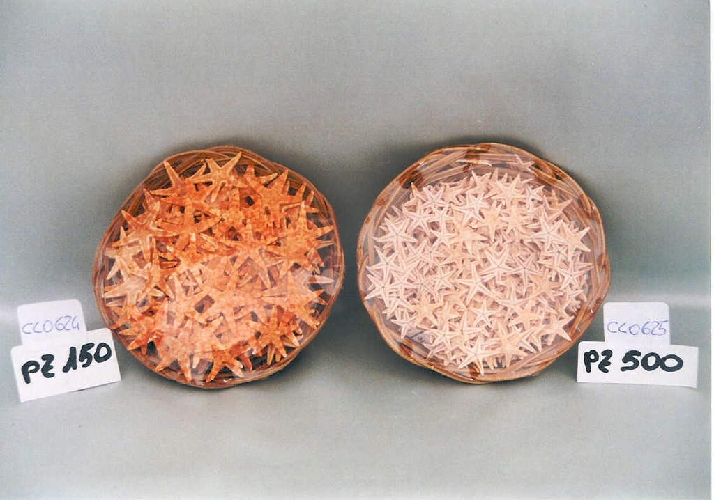 CESTINO c/150 STELLE MARINE 1" DIAM CM 2.5