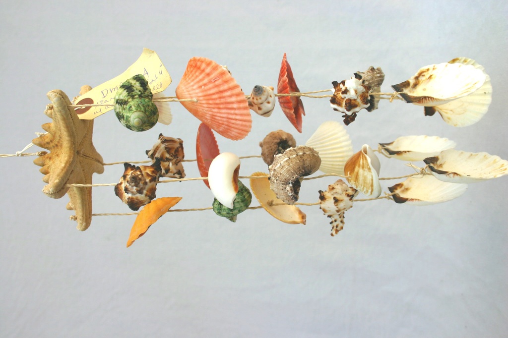 SCACCIAPENSIERI STELLA MARINA 6" c/CONCH CM 32 