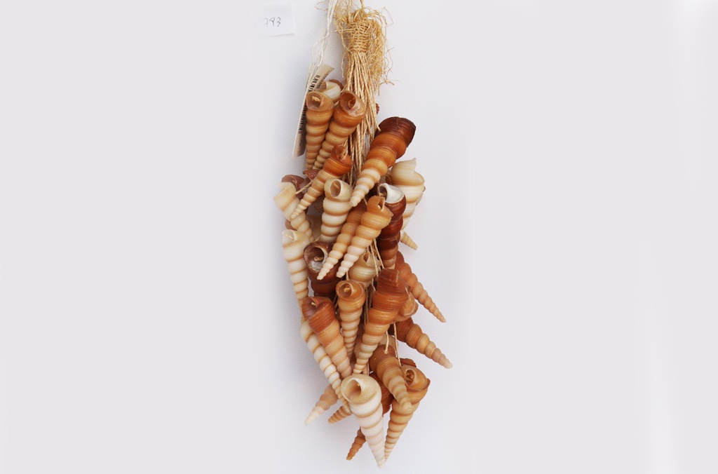 GRAPPOLO CORDA c/TEREBRA TURITELLA cm 28 