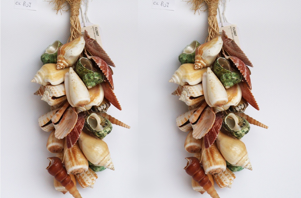 GRUPPO CONCHIGLIE ASSORTITE CM 33 