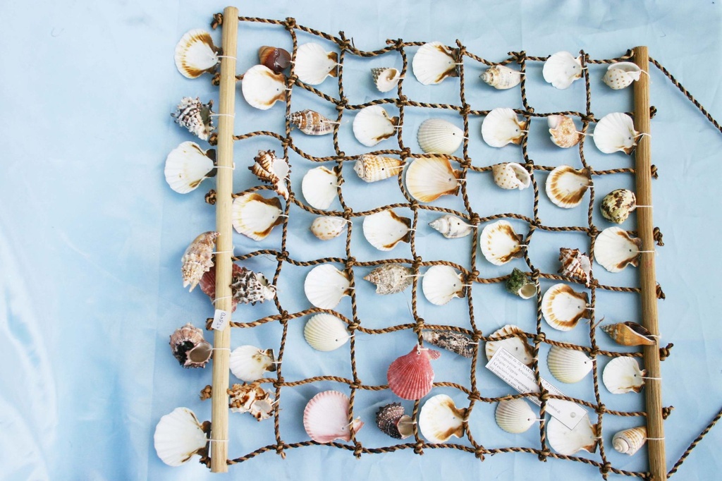 RETE c/CONCHIGLIE BIANCHE 48x46cm