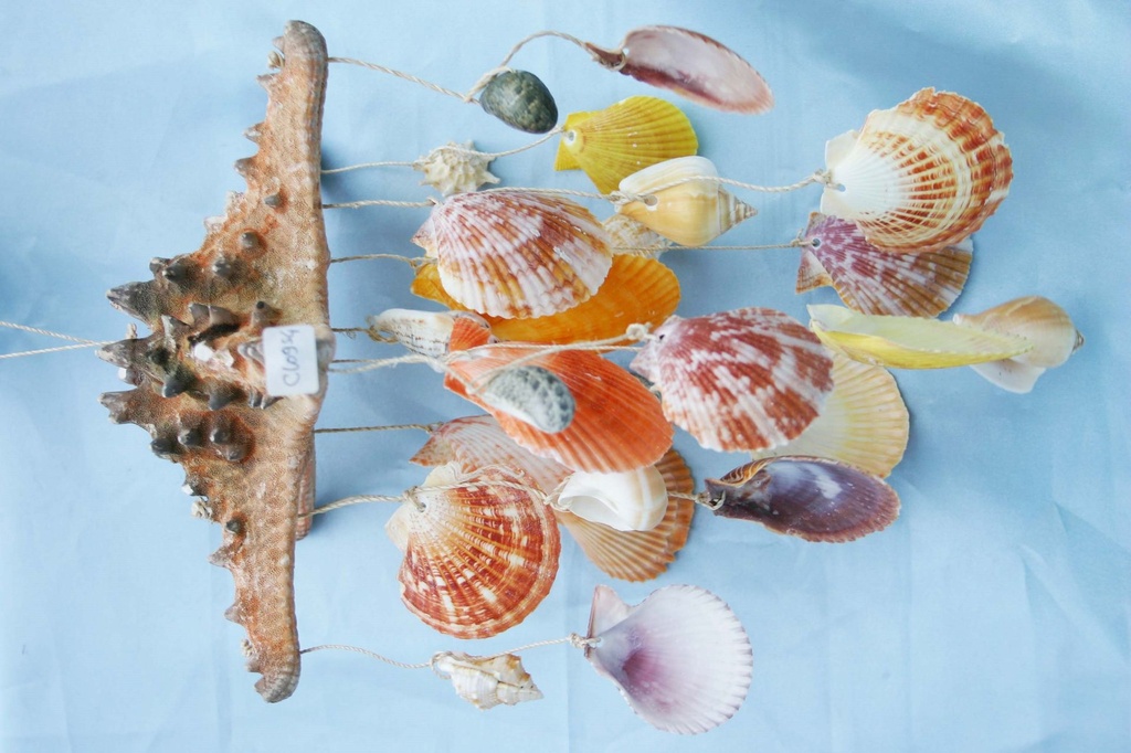 STELLA SCACCIAPENSIERI PECTEN 