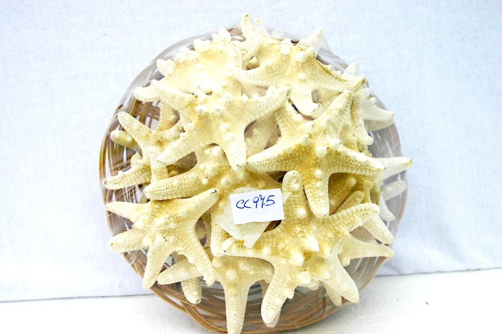 CESTINO 8" C/24 STELLE LONG 2-3" SBIANC DIAM CM 7 