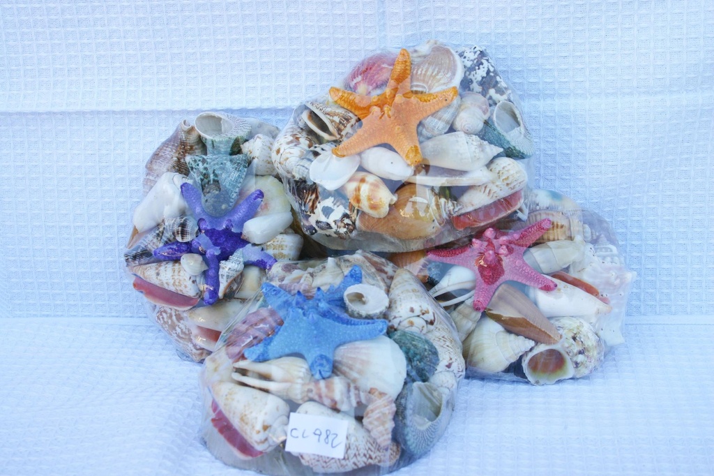 PLACUNA SHELLPACK C/STELLA MARINA LONG. COL. 