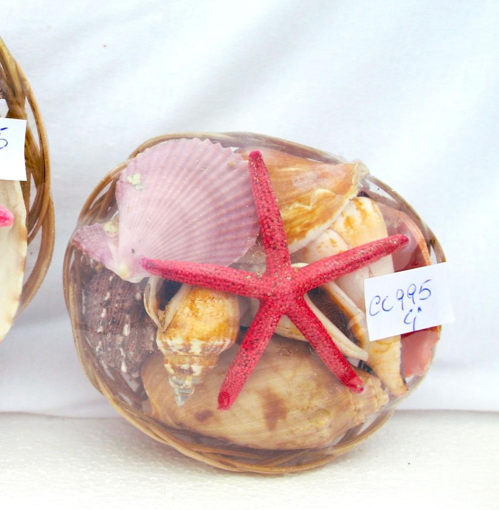 CESTINO CONCH 4" C/STELLA PUNTE FINE 2" 5 COL CM10 