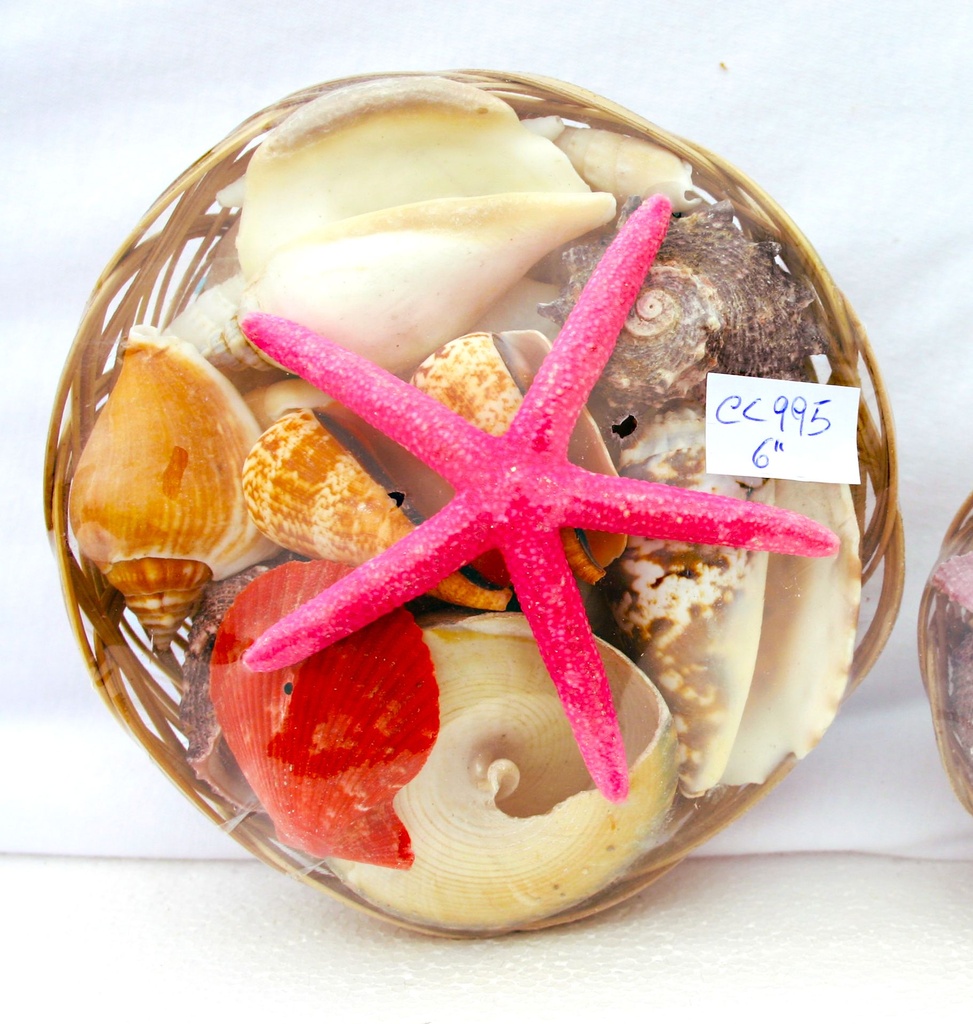 CESTINO CONC 6" C/STELLA PUNTEFINE 4" 5 COL CM 15 