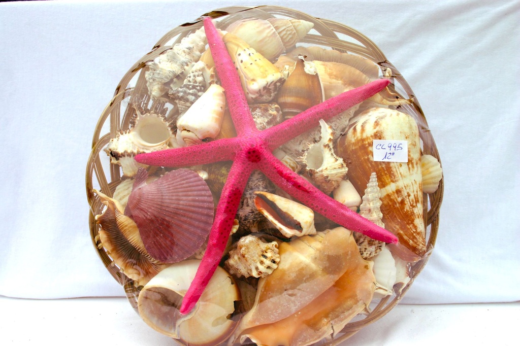 CESTINO CONC 12" C/STELLA PUNTEFIN 8-9" 5 COL CM30 