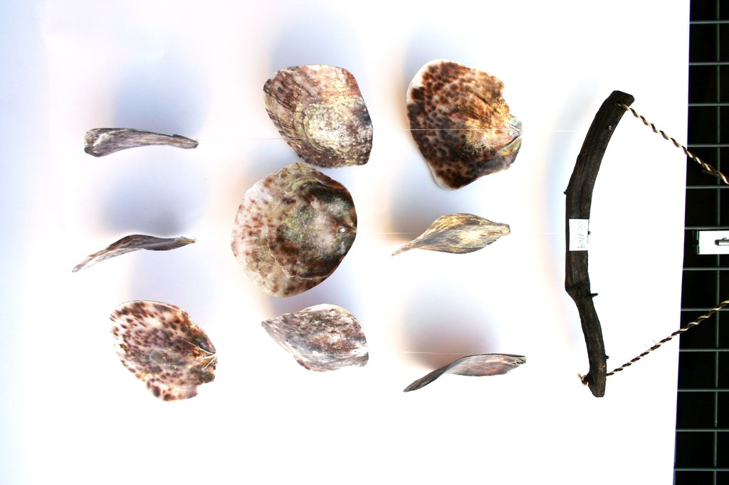 SCACC. LEGNETTO C/3 FILE PLACUNA SHELL CM 50 