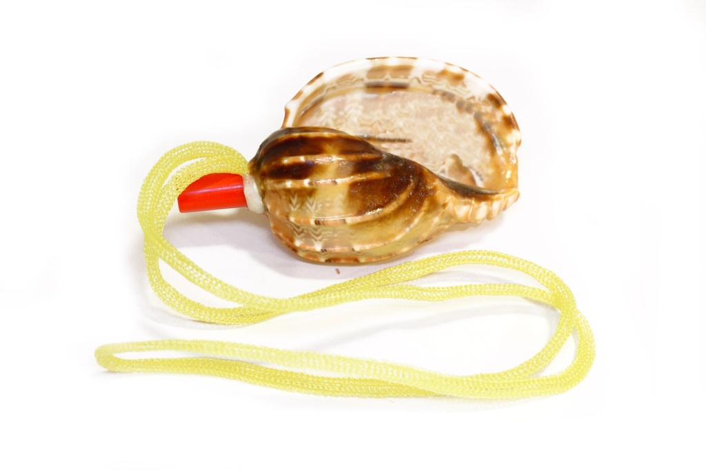 TROMBETTA CONCHIGLIA HARPA SHELL 