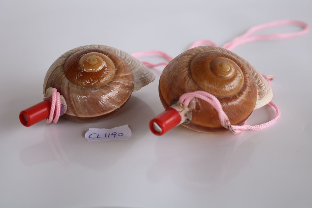 TROMBETTA RISOTTA LAMARKIANA 