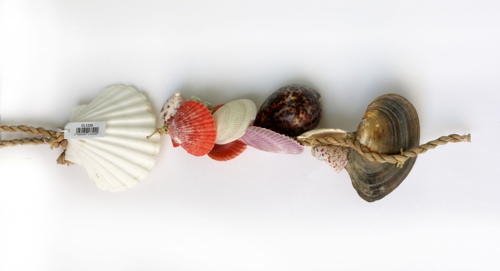 CORDA D'APP CON CAPPASANTA CONCH E TIGRINO 