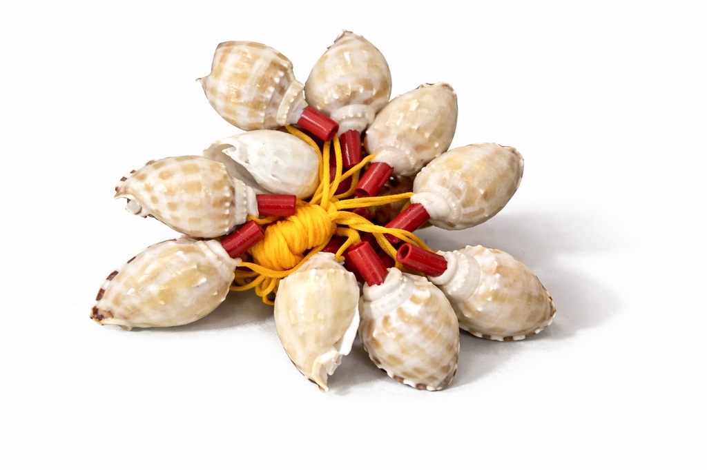 TROMBETTE PHALIUM BANDATUM 