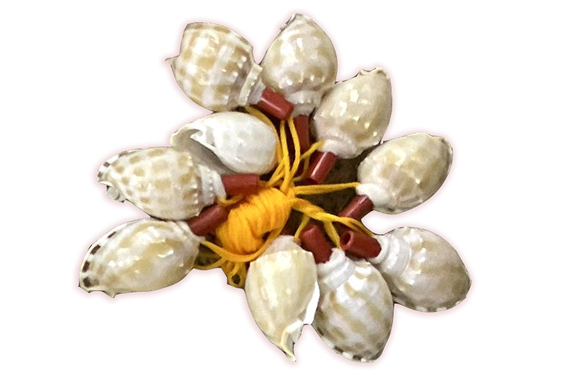 TROMBETTE PHALIUM BANDATUM 