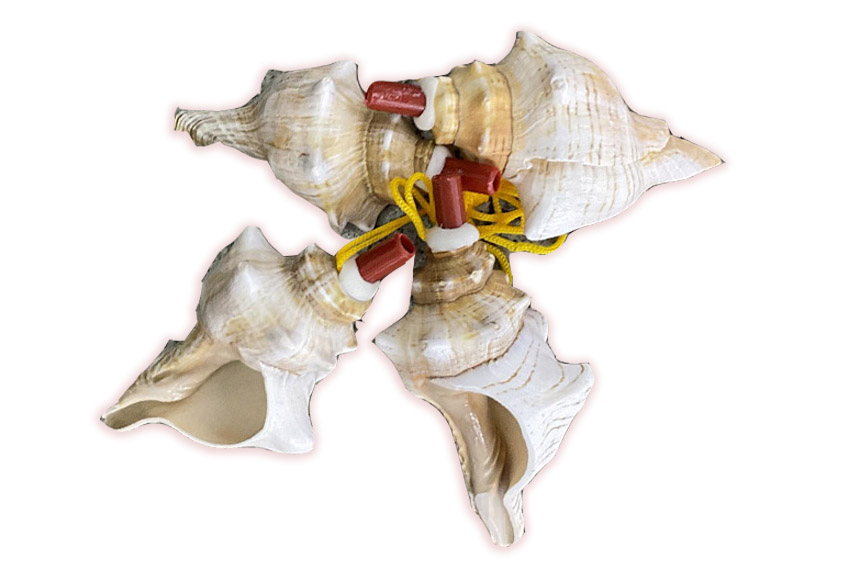 TROMBETTE FASCIOLARIA TRAPETIUM 