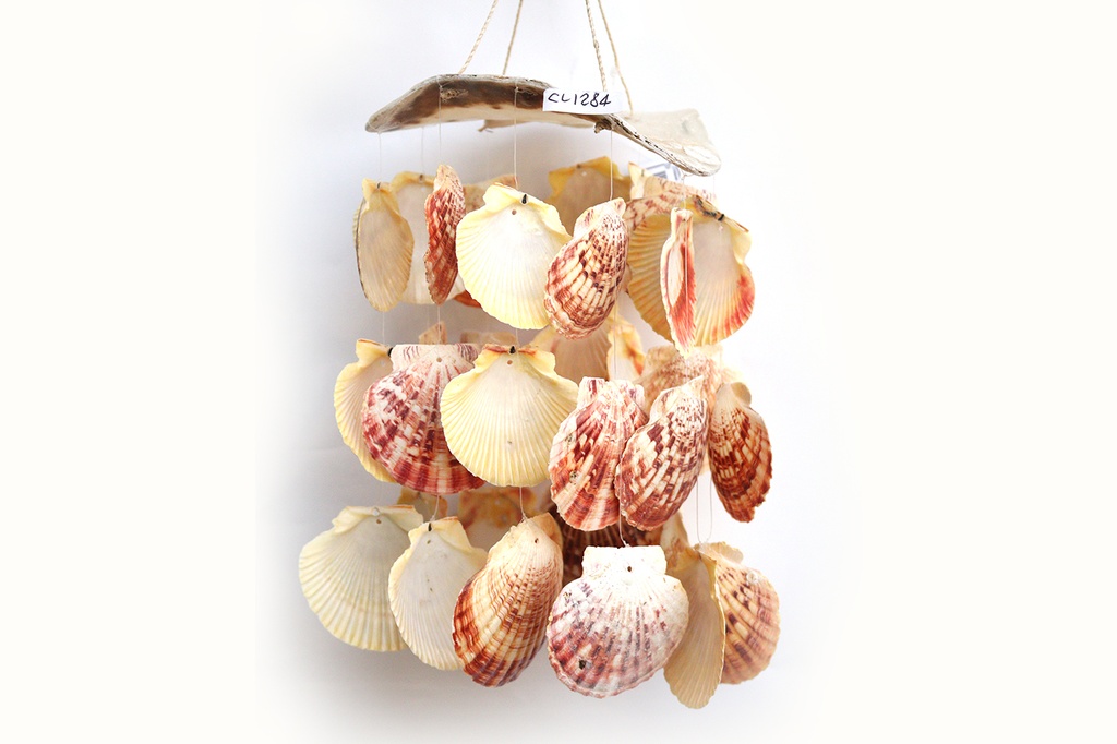 SCACCIAP. PLACUNA C/PECTEN MACARENSIS CM 25*17 