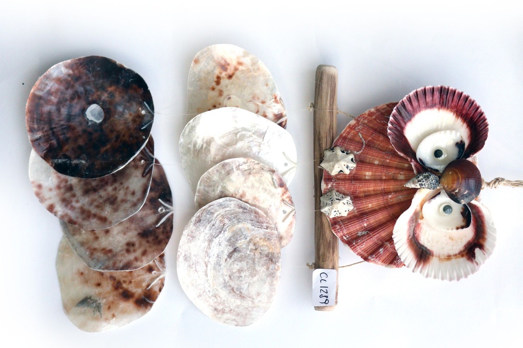 SCACCIAP. CIVETTA, LEGNETTO E PLACUNA CM 35*18 