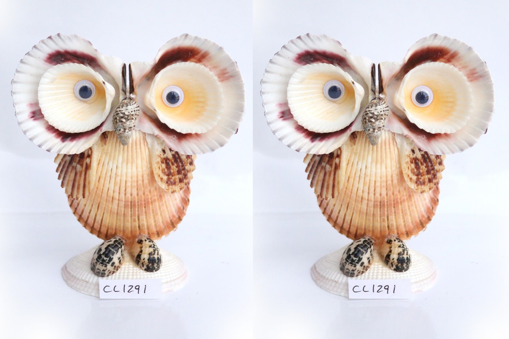 CIVETTA CONCH CARDIUM CM 12.5*11 