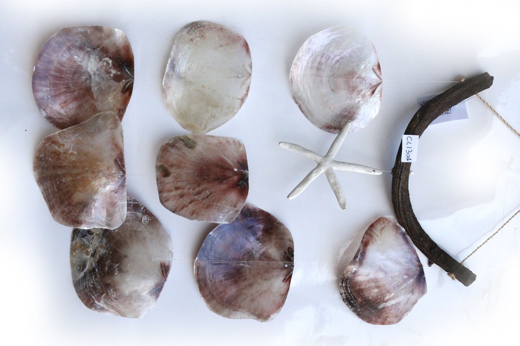 SCACCIAP. LEGNO CURVO C/STELLA E 8 PLACUNA CM 52 