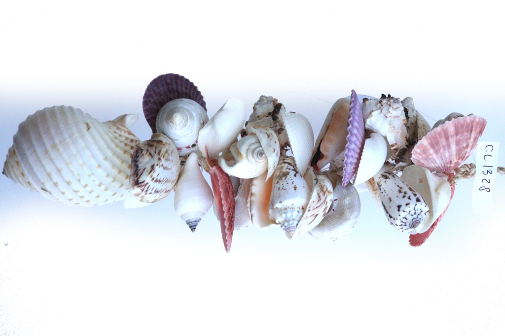 GRAPPOLO CONCH DA APP ALL WHITE 