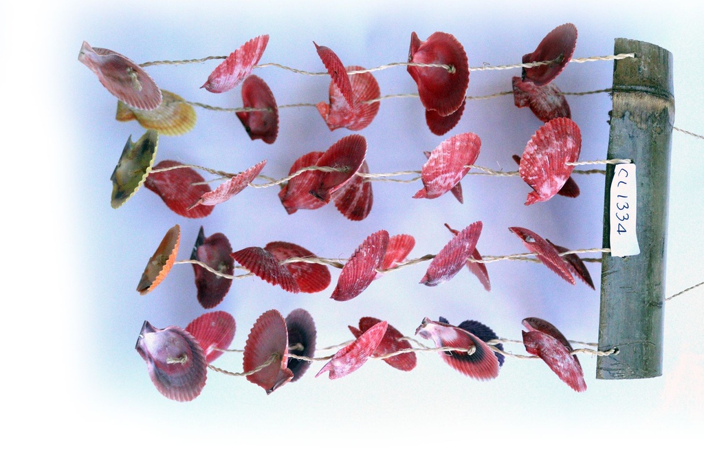 SCACCIAP BAMBOO C/8 FILE CONCH SU 2 RIGHE H 32 CM 