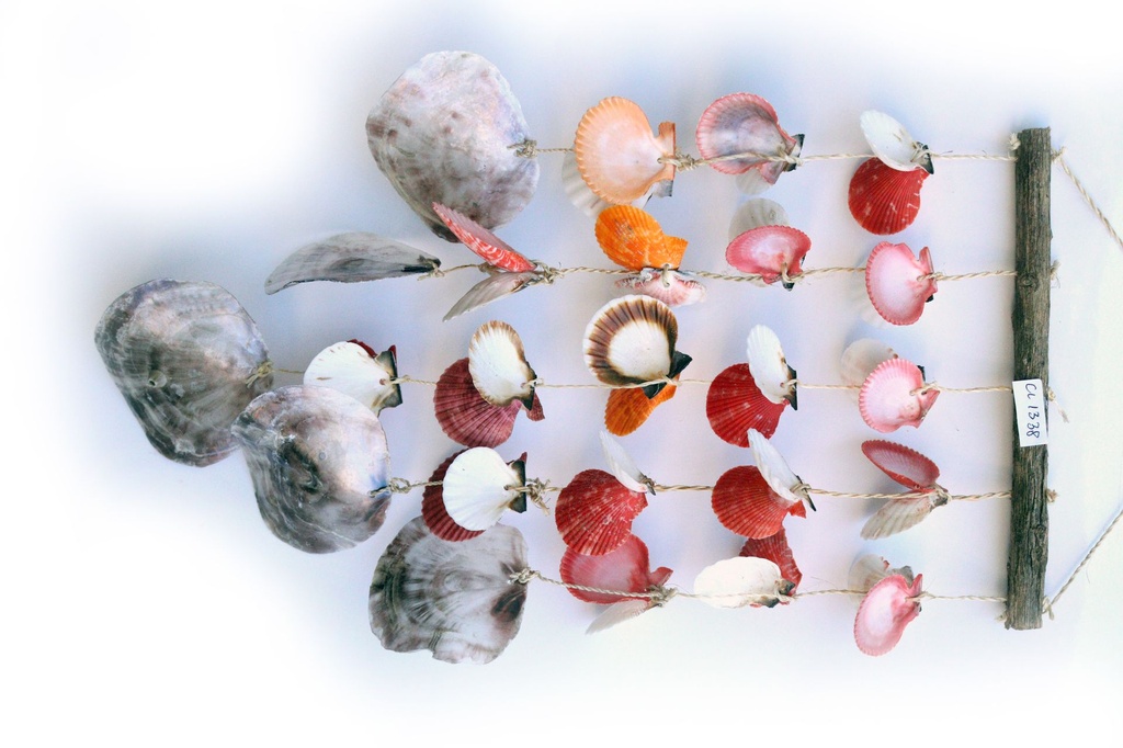 SCACCIAP C/5 FILE PECTEN E PLACUNA H 50 CM 