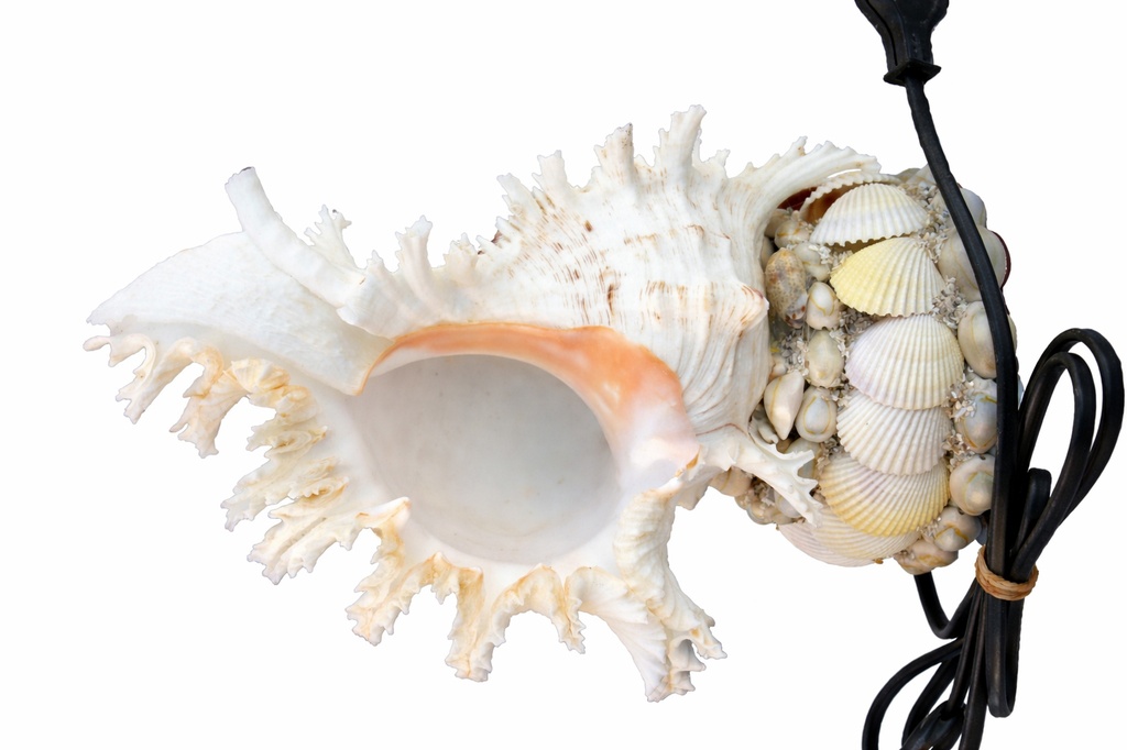MUREX LUCE BASE CEE CM 24 