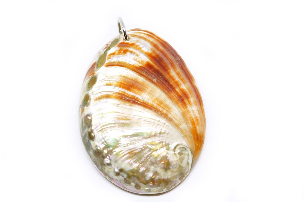 PENDENTI   CONCHIGLIA 