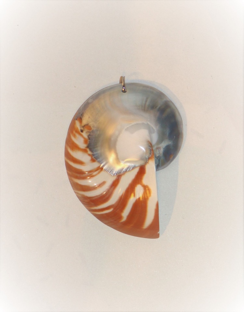 PENDENTI   CONCHIGLIA 