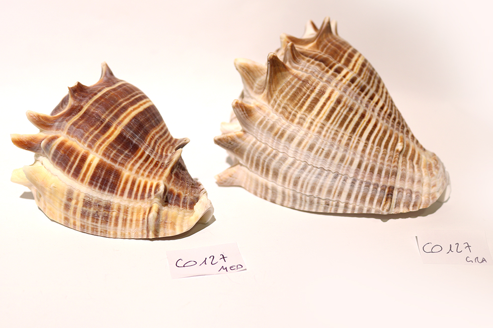 MELONGENA MELONGENA  MED 3" UP CM 7.5-9 (copia)