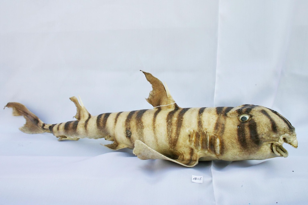 BULL HEAD SHARK 20-22"