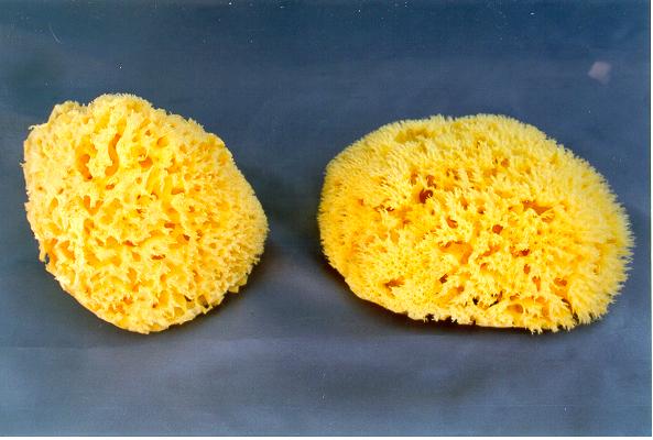 SPUGNE MARINE 5-5.5"